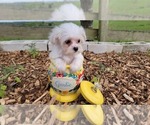 Small Maltipoo (Toy)