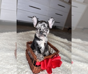 French Bulldog Puppy for sale in SAINT AUGUSTINE, FL, USA