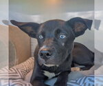 Amy Leigh - Female Border Collie-Siberian Husky Mix Dog for Adoption - Small photo