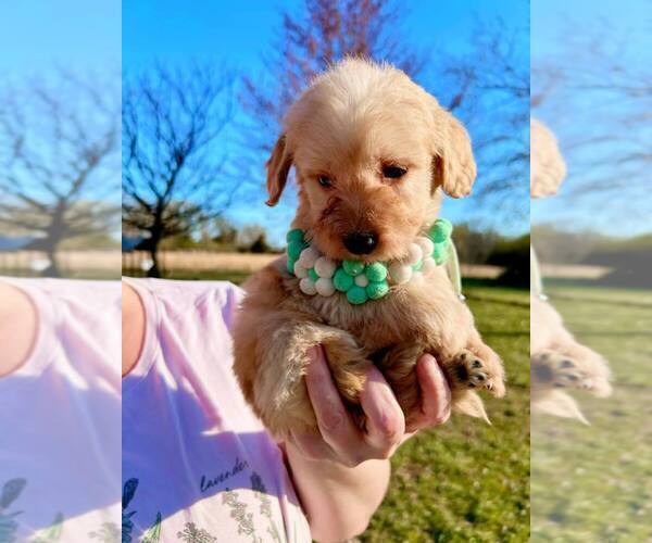 Medium Photo #13 Bernedoodle-Doodle Mix Puppy For Sale in BLUE SPRINGS, MO, USA