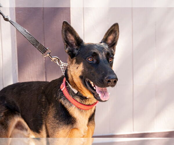 Medium Photo #28 German Shepherd Dog-Unknown Mix Puppy For Sale in Lake Forest, CA, USA