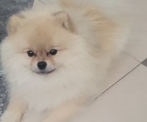 Father of the Pomeranian puppies born on 03/22/2025