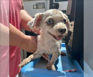 Maltipoo Dogs for adoption in Ocala, FL, USA