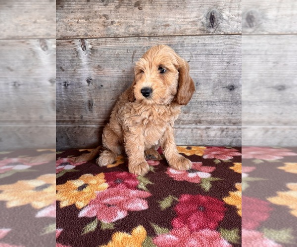Medium Photo #8 Goldendoodle mix (+ Poodle Miniature) Puppy For Sale in VERMONTVILLE, MI, USA