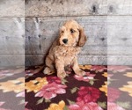 Small #7 Goldendoodle mix (+ Poodle Miniature)