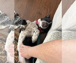 Small #12 Boxerhuahua