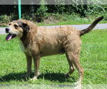 Small #3 Mutt