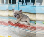 Small Photo #3 French Bulldog Puppy For Sale in WEST, TX, USA