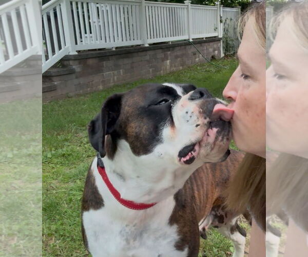 Medium Photo #5 Boxer Puppy For Sale in Dumont, NJ, USA