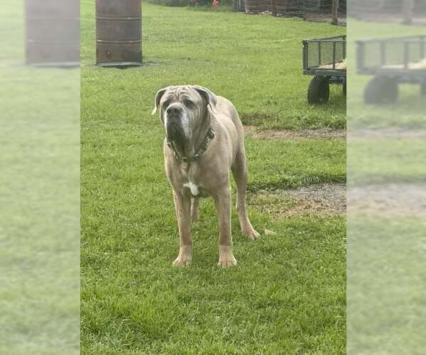 Medium Photo #1 Mutt Puppy For Sale in Jackson Township, NJ, USA