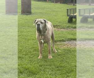 Mutt Dogs for adoption in Jackson Township, NJ, USA