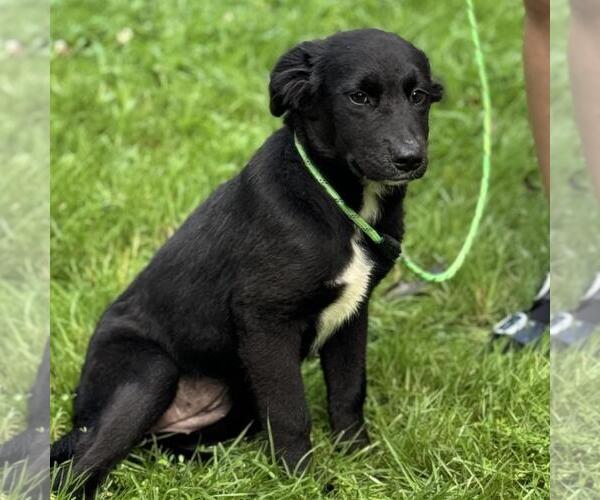 Medium Photo #3 Chocolate Labrador retriever-Unknown Mix Puppy For Sale in Yardley, PA, USA