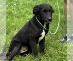 Small #2 Chocolate Labrador retriever Mix