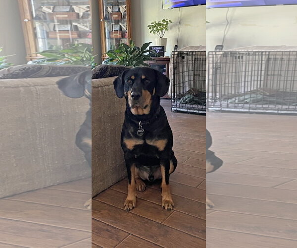 Medium Photo #14 Rottweiler-Unknown Mix Puppy For Sale in White Hall, AR, USA