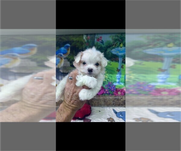 Medium Photo #4 Morkie Puppy For Sale in PEMBROKE PINES, FL, USA