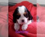 Small Photo #8 Cavalier King Charles Spaniel Puppy For Sale in MILLERSBURG, OH, USA