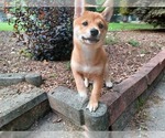 Puppy Blondie Shiba Inu