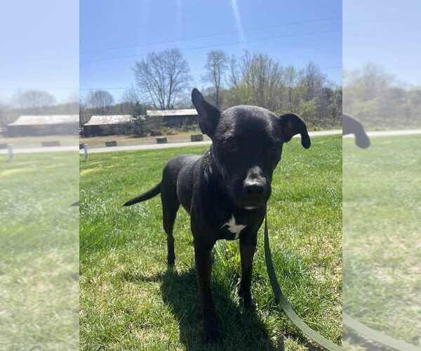 Medium Photo #12 Mutt Puppy For Sale in Candler, NC, USA