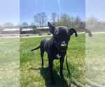 Small #11 Mutt