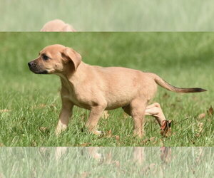 Lainey - Female Australian Shepherd-Beagle Mix Dog for Adoption - Photo #5