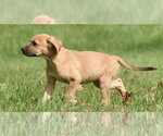 Small Photo #5 Australian Shepherd-Beagle Mix Puppy For Sale in Mechanicsburg, PA, USA