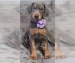 Small Photo #13 Doberman Pinscher Puppy For Sale in POMEROY, OH, USA