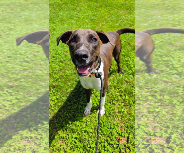 Medium Photo #4 Labrador Retriever-Unknown Mix Puppy For Sale in Rockaway, NJ, USA