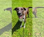 Small #3 Labrador Retriever Mix