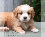 Small Bernese Mountain Dog-Cavalier King Charles Spaniel Mix