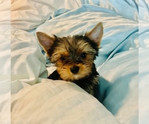 Yorkshire Terrier Puppy for sale in LIBERTY HILL, TX, USA
