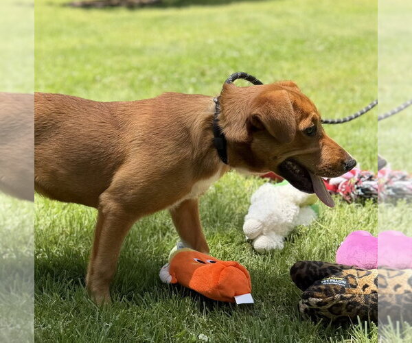 Medium Photo #3 Mutt Puppy For Sale in Yardley, PA, USA