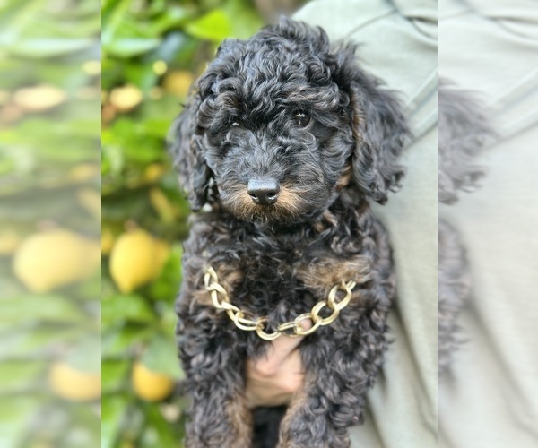 Medium Photo #1 Poodle (Toy) Puppy For Sale in SACRAMENTO, CA, USA