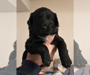 American Pit Bull Terrier-German Shepherd Dog Mix Dogs for adoption in Stephens City, VA, USA