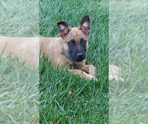 Belgian Malinois-Labrador Retriever Mix Dogs for adoption in ARROWHEAD FARMS, CA, USA