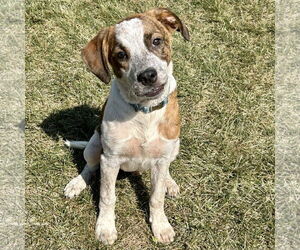 Mutt Dogs for adoption in Batavia, OH, USA