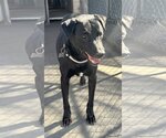 Small Photo #6 Labrador Retriever-Unknown Mix Puppy For Sale in phoenix, AZ, USA