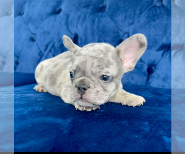 Medium Photo #18 French Bulldog Puppy For Sale in KANSAS CITY, MO, USA