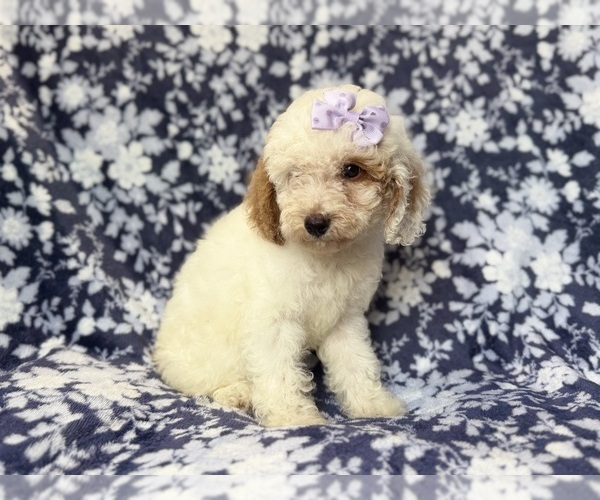 Medium Photo #7 Goldendoodle (Miniature) Puppy For Sale in LAKELAND, FL, USA