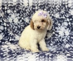 Small #6 Goldendoodle (Miniature)
