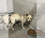 Small German Shepherd Dog