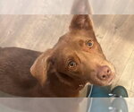 Small #3 Australian Kelpie-Labrador Retriever Mix