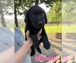 Image preview for Ad Listing. Nickname: Minnie