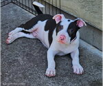 Small #1 American Pit Bull Terrier Mix