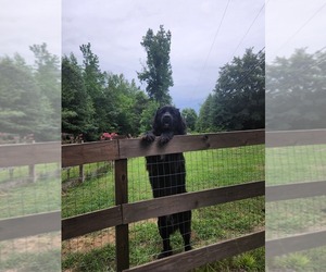 Father of the Newfoundland puppies born on 07/03/2025