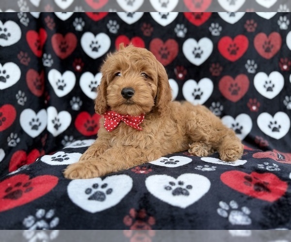 Medium Photo #3 Cock-A-Poo Puppy For Sale in LAKELAND, FL, USA