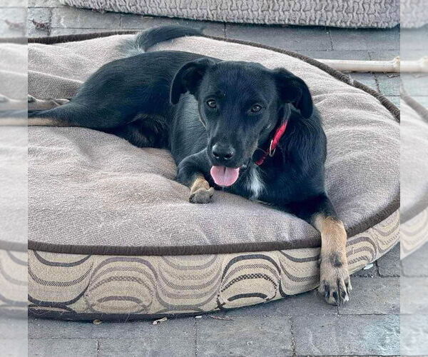 Medium Photo #3 Labrador Retriever-Unknown Mix Puppy For Sale in Escondido, CA, USA