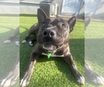 Small #9 American Pit Bull Terrier