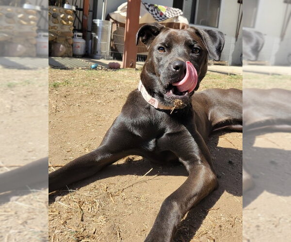 Medium Photo #6 Boxador Puppy For Sale in San Diego, CA, USA