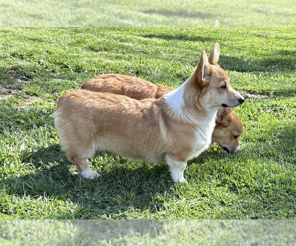 Medium Photo #12 Pembroke Welsh Corgi Puppy For Sale in EAGLE POINT, OR, USA