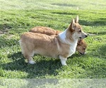 Small #1 Pembroke Welsh Corgi